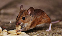 24 Hour & Emergency Exterminators in Bedminster, NJ